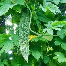 Karela Powder Age Group: Suitable For All Ages