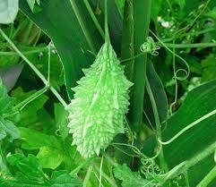 Karela Powder Age Group: Suitable For All Ages