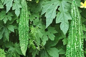 Karela Powder Age Group: Suitable For All Ages