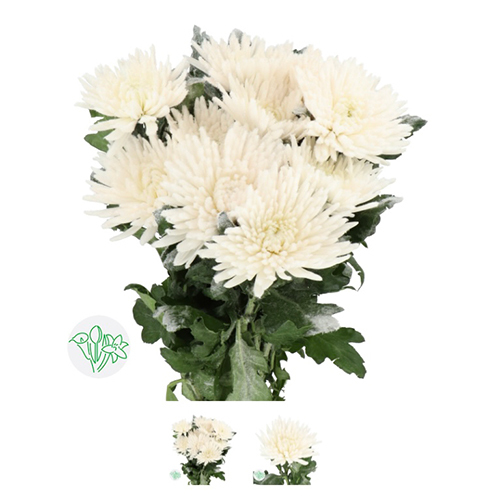 डिस्बड व्हाइट