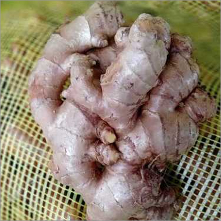 Fresh Ginger - Irregular Size, Beige Color | High Quality Natural Flavor, Versatile, Healthy, Aromatic, Fibrous Texture