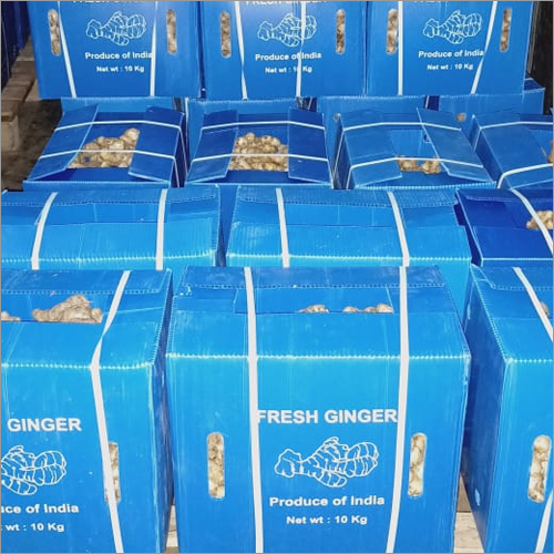 Fresh Ginger - Irregular Size, Beige Color | High Quality Natural Flavor, Versatile, Healthy, Aromatic, Fibrous Texture