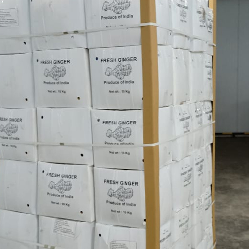 Fresh Ginger - Irregular Size, Beige Color | High Quality Natural Flavor, Versatile, Healthy, Aromatic, Fibrous Texture