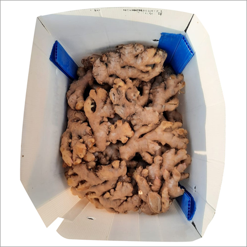 Fresh Ginger - Irregular Size, Beige Color | High Quality Natural Flavor, Versatile, Healthy, Aromatic, Fibrous Texture