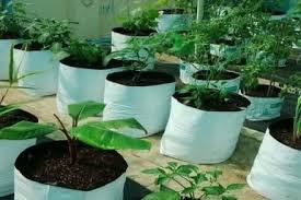 Grow Bag
