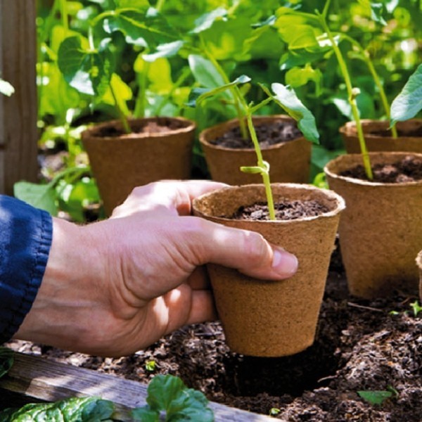 Nursery Plants