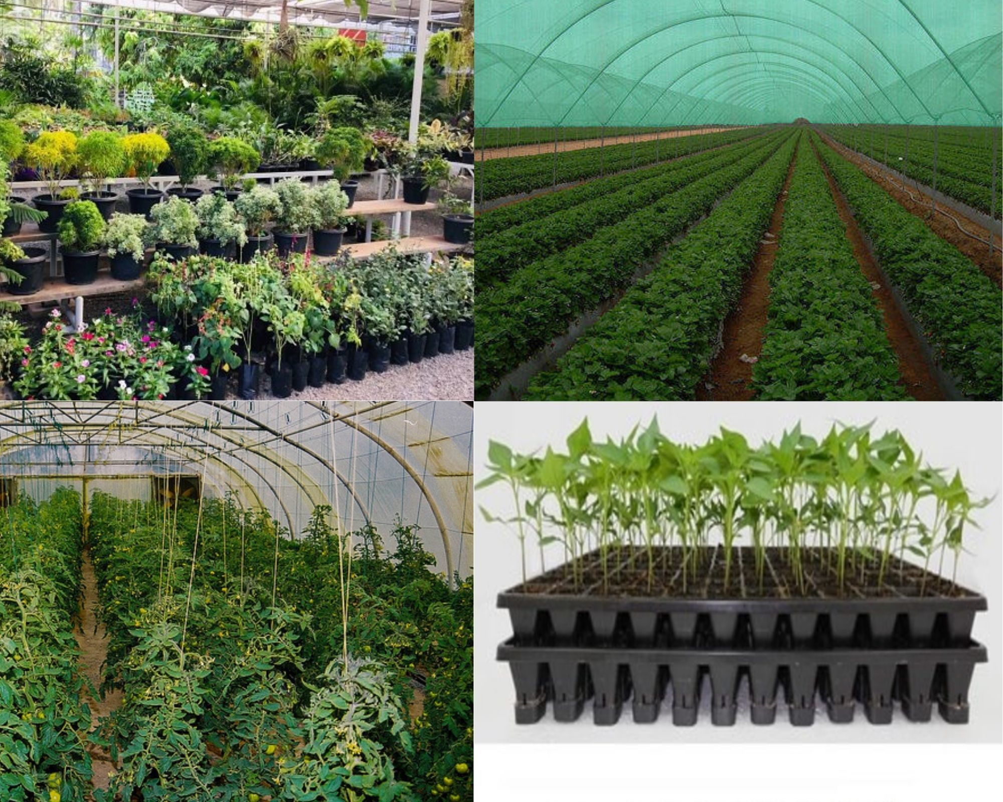 Nursery Plants