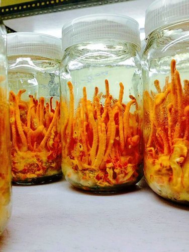 Cordyceps Militaries
