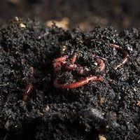 Vermicompost For Plant Growth