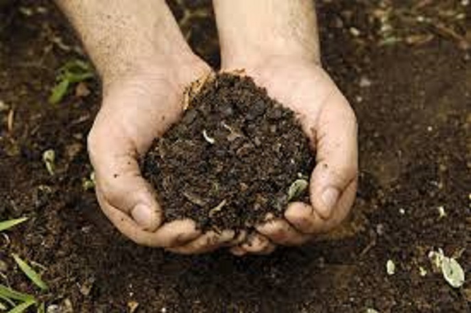 Vermicompost For Plant Growth