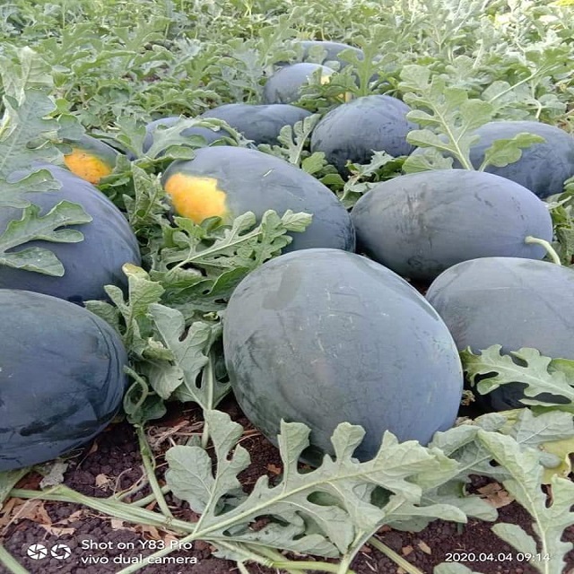 Bullet F1 Hybrid Watermelon Seeds - Moisture (%): 08>