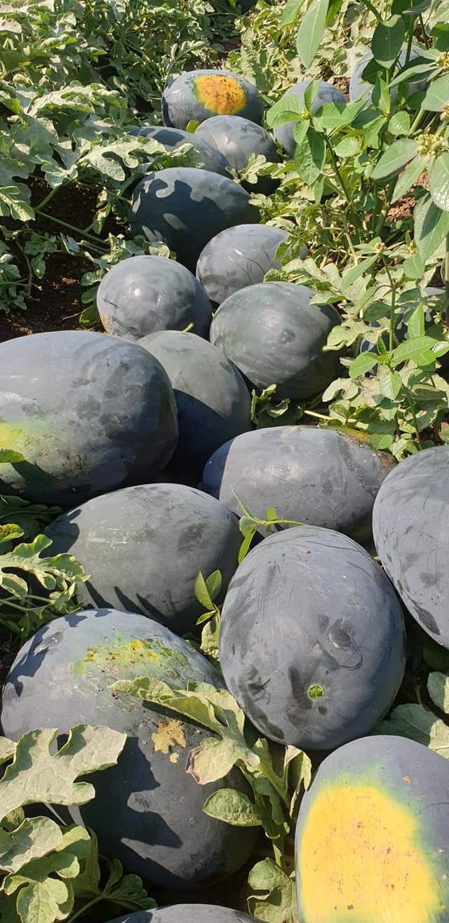 Bullet F1 Hybrid Watermelon Seeds - Moisture (%): 08>