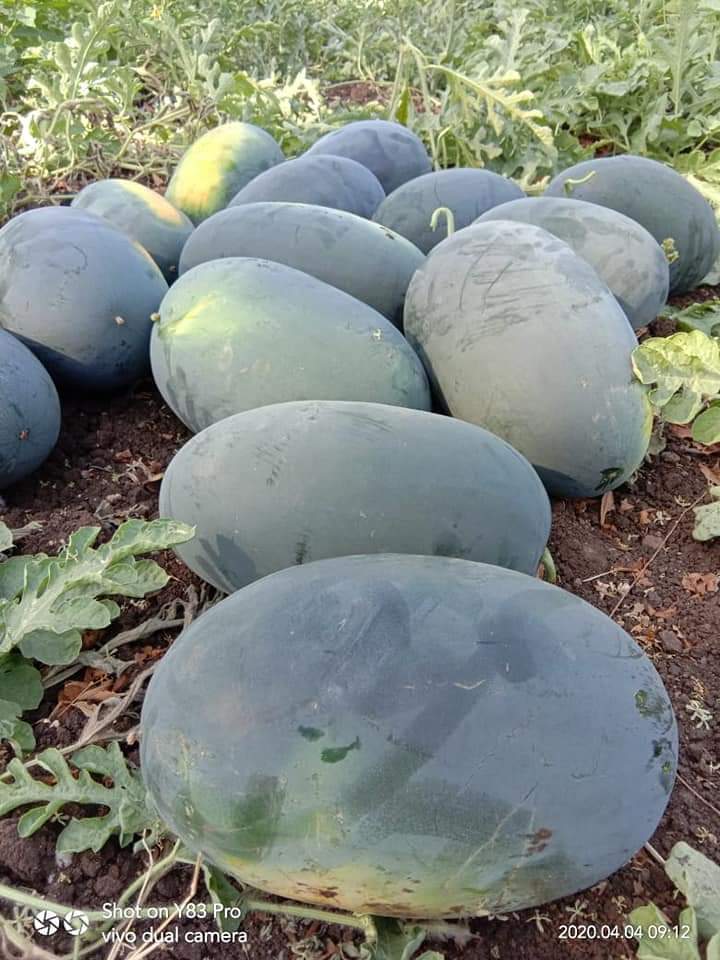 Bullet F1 Hybrid Watermelon Seeds - Moisture (%): 08>