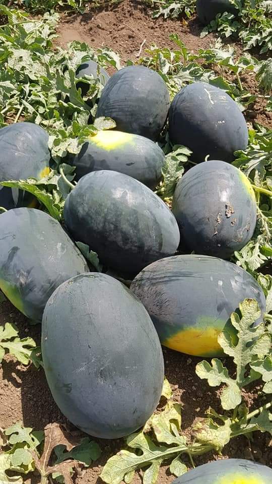 Apexx F1 Hybrid Watermelon Seeds - Purity: 98%