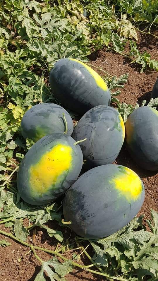 Apexx F1 Hybrid Watermelon Seeds - Purity: 98%