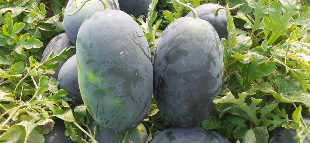 Apexx F1 Hybrid Watermelon Seeds - Purity: 98%