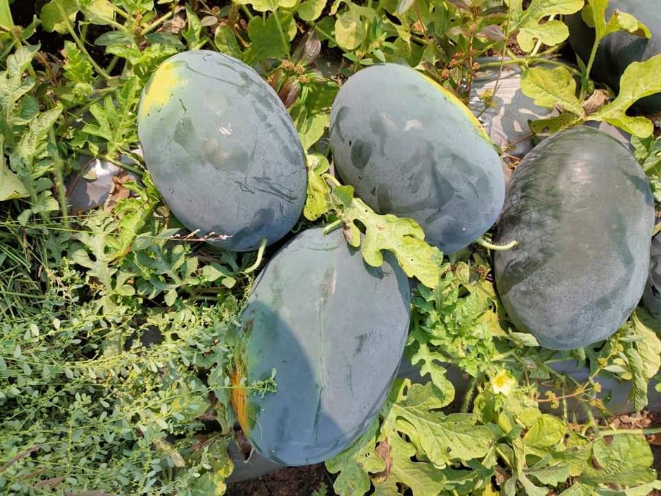 Apexx F1 Hybrid Watermelon Seeds - Purity: 98%