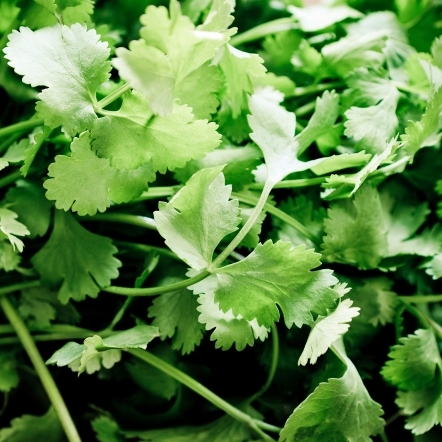 Dried Coriander Leaves - 10 Kg Pp Bag | Sun Dried, Chopped Flakes, Light Green Color, 24 Months Shelf Life, No Additives Or Chemicals