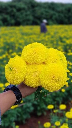 Tokyo F1 Marigold Seeds - Cultivation Type: Open Field