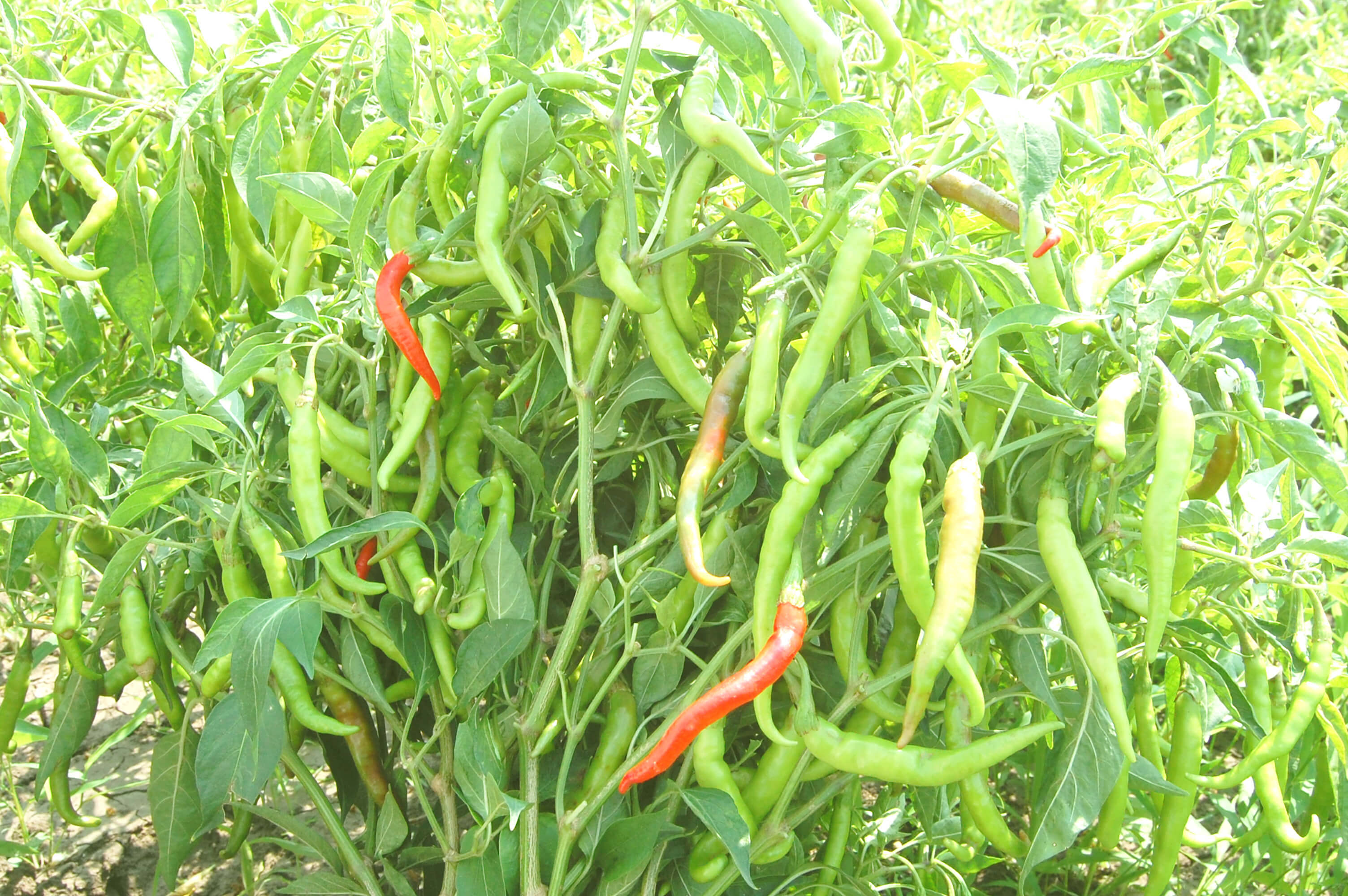 Pavani Hybrid Chilli Seeds - Cultivation Type: Open Field