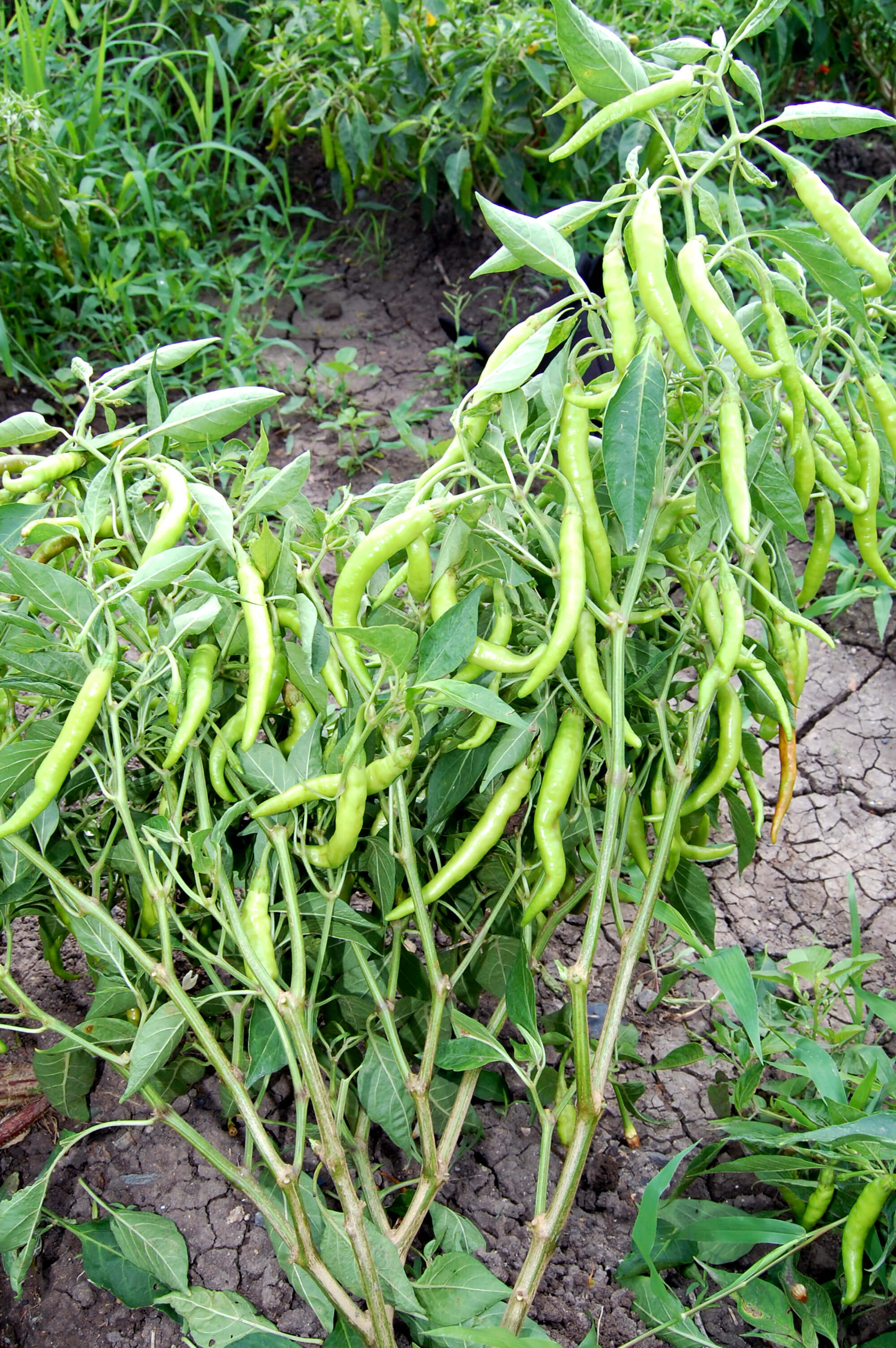 Pavani Hybrid Chilli Seeds - Cultivation Type: Open Field