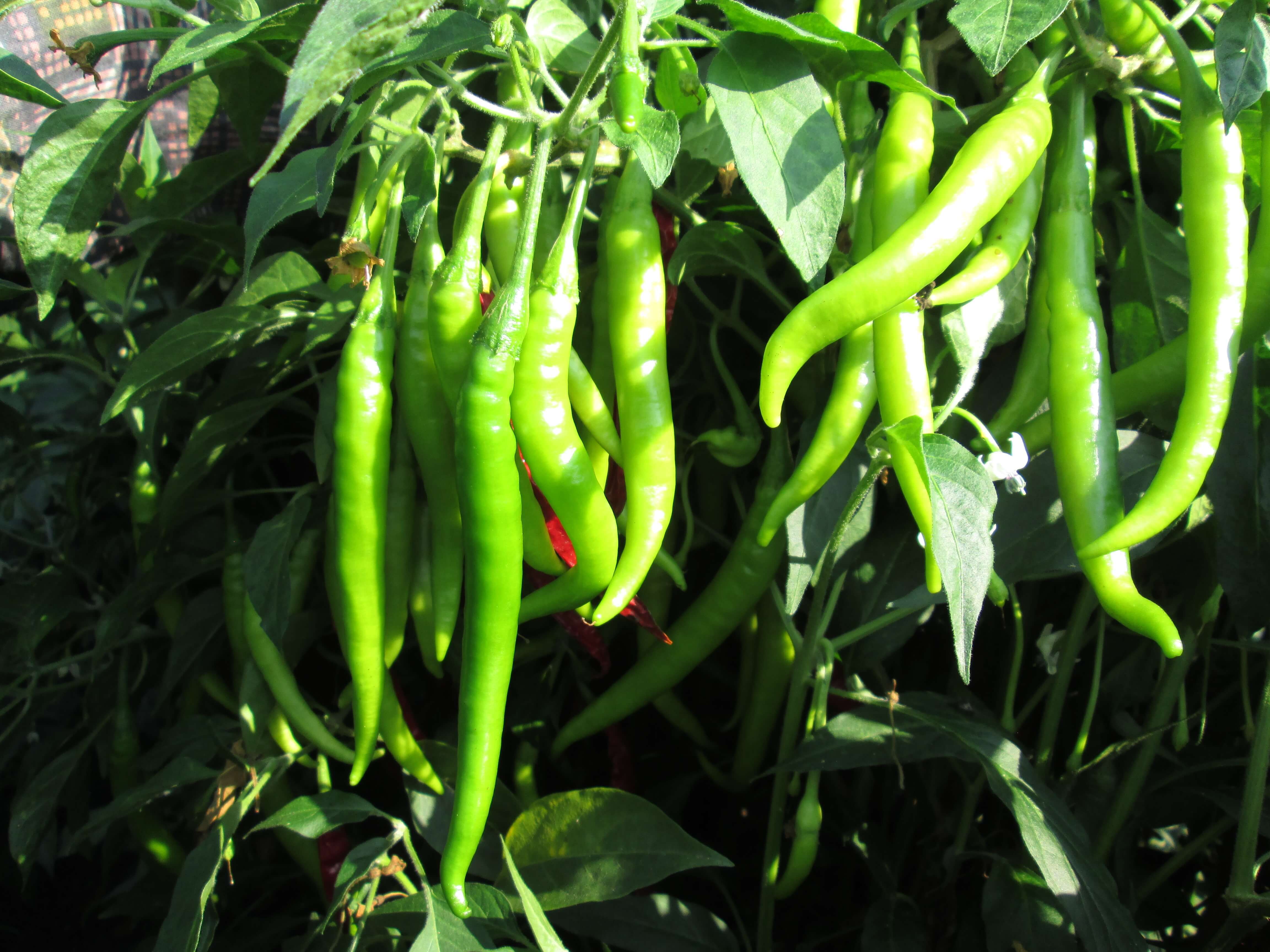 Pavani Hybrid Chilli Seeds - Cultivation Type: Open Field
