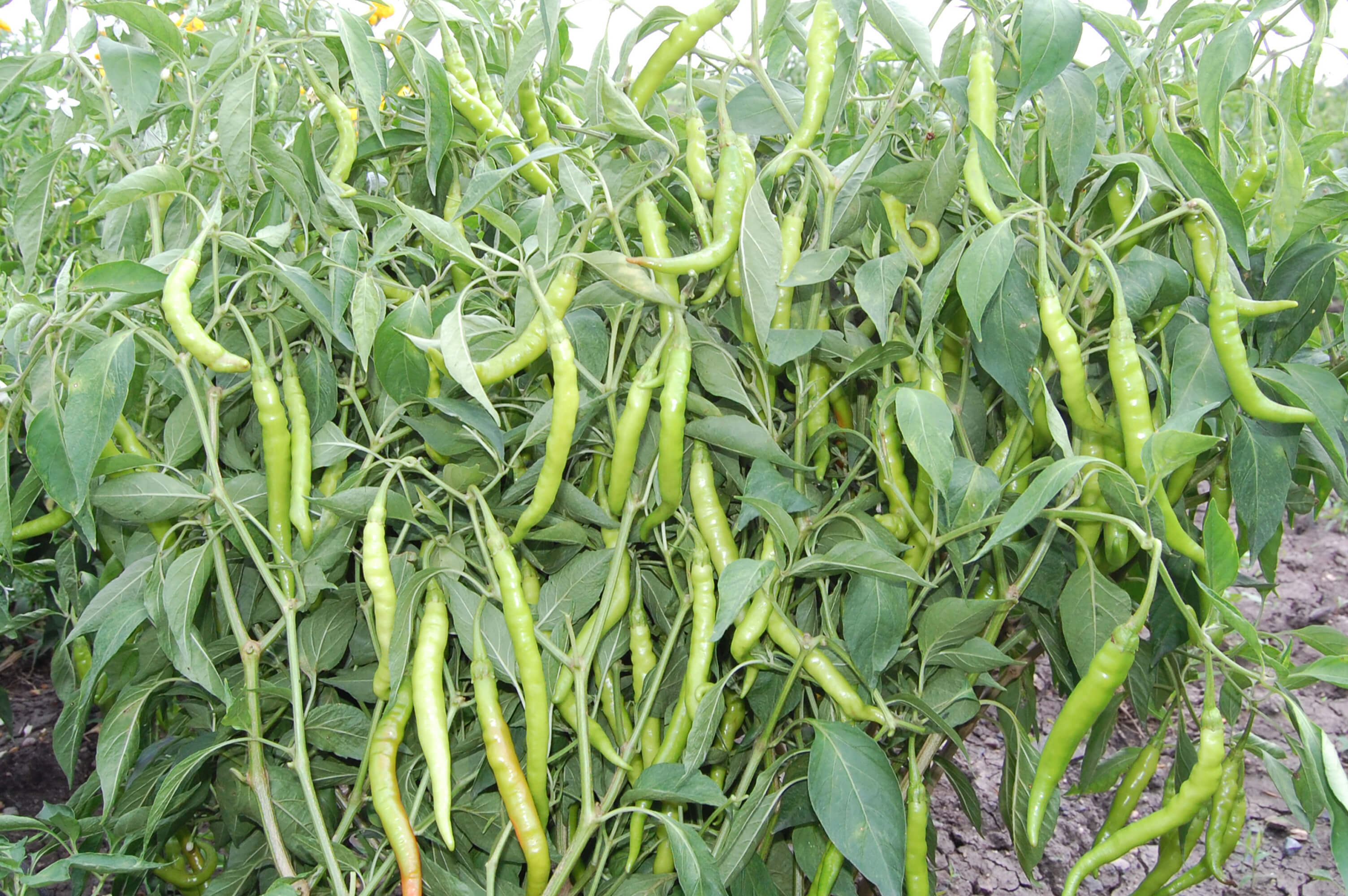 Pavani Hybrid Chilli Seeds - Cultivation Type: Open Field