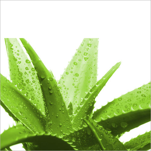 Aloe Vera Extract - Product Type: Herbal Product