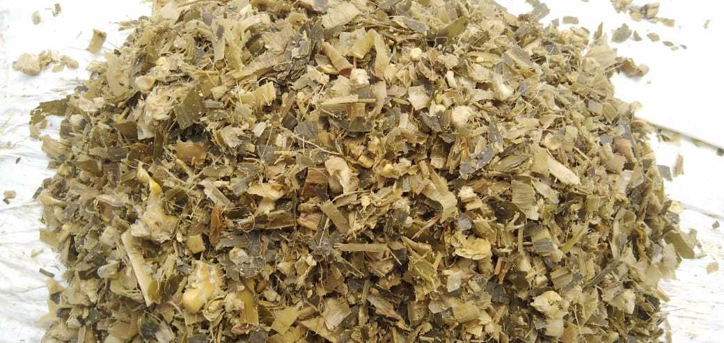 Corn Silage