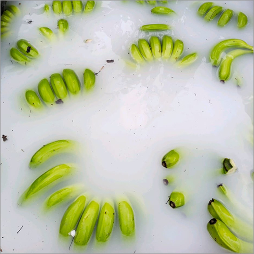 Fresh Banana - Cavendish Variety, 15-20cm Length, Green Color, 2-4kg Bunch Weight | Ideal For Direct Consumption, Smoothies, Baking
