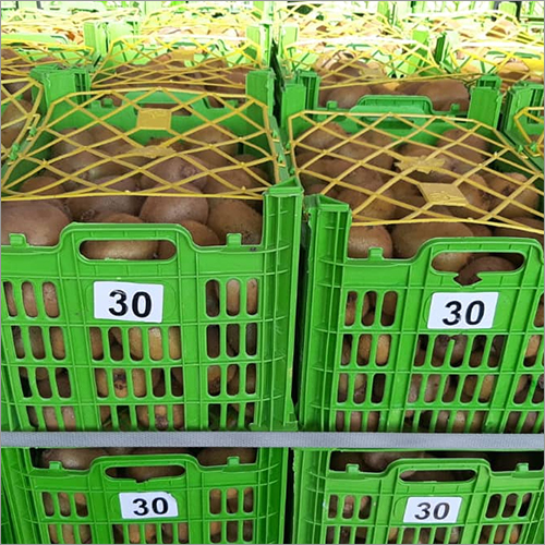 Fresh Kiwi - Plastic Crate Packaging, Brown Color | Tasty Dessert Ingredient, Healthy Salad Addition, High Demand Berry