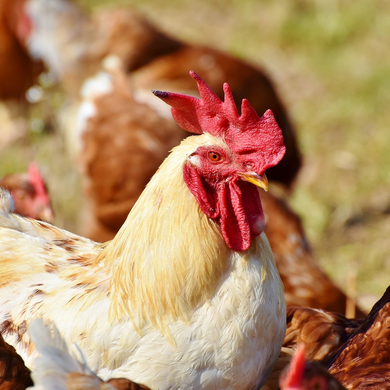 Feedpro Acidifier - Powder Formulation | Inhibits Mold, Retains Nutritional Value, Enhances Gut Health For Poultry Feed