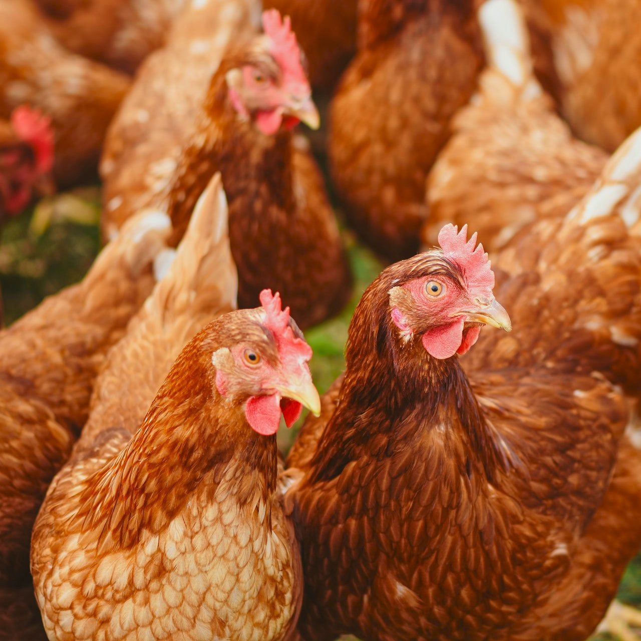 Feedpro Acidifier - Powder Formulation | Inhibits Mold, Retains Nutritional Value, Enhances Gut Health For Poultry Feed