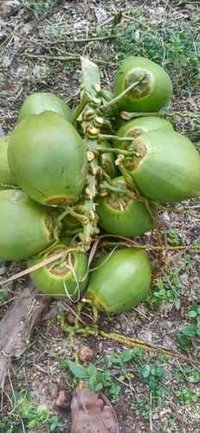 टेंडर कोकोनट