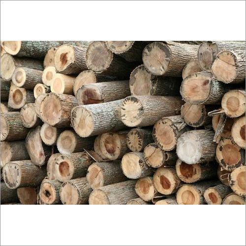 Poplar Wood Logs