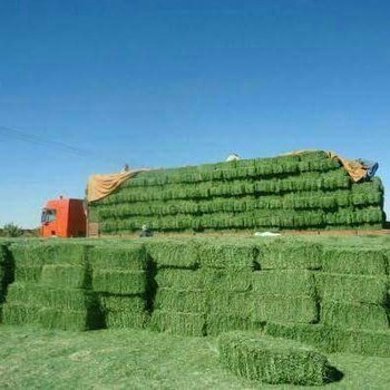 Alfalfa Hay