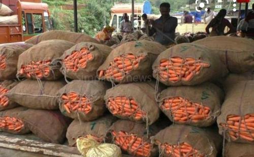 Ooty Carrot