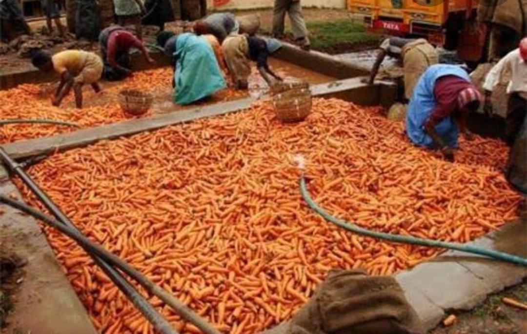 Ooty Carrot