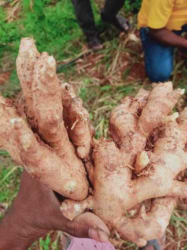 ताजा अदरक