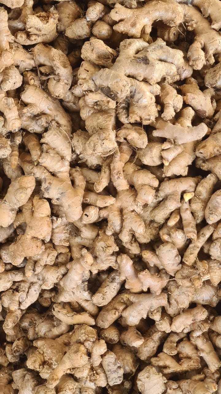 Fresh Ginger - Organic Fibrous Texture, Irregular Shape | Beige Color, Consistent Quality Throughout The Year