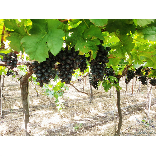 Black Grapes - Bulk Quantity, Sweet Flavor, Black Color | Excellent Quality For Disease Protection And Healing Benefits