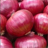 Fresh Red Onion