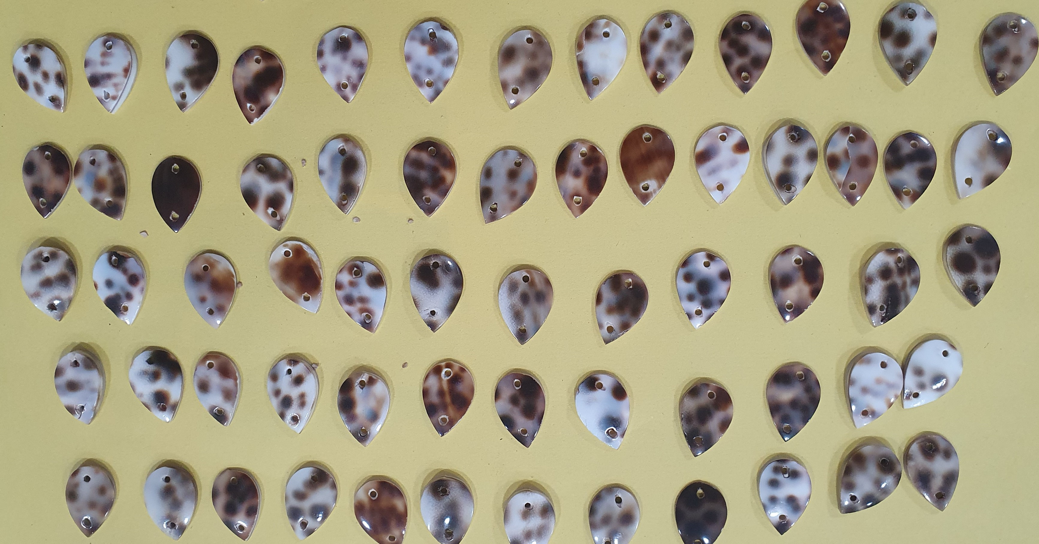Tiger Shell Buttons - Color: Black