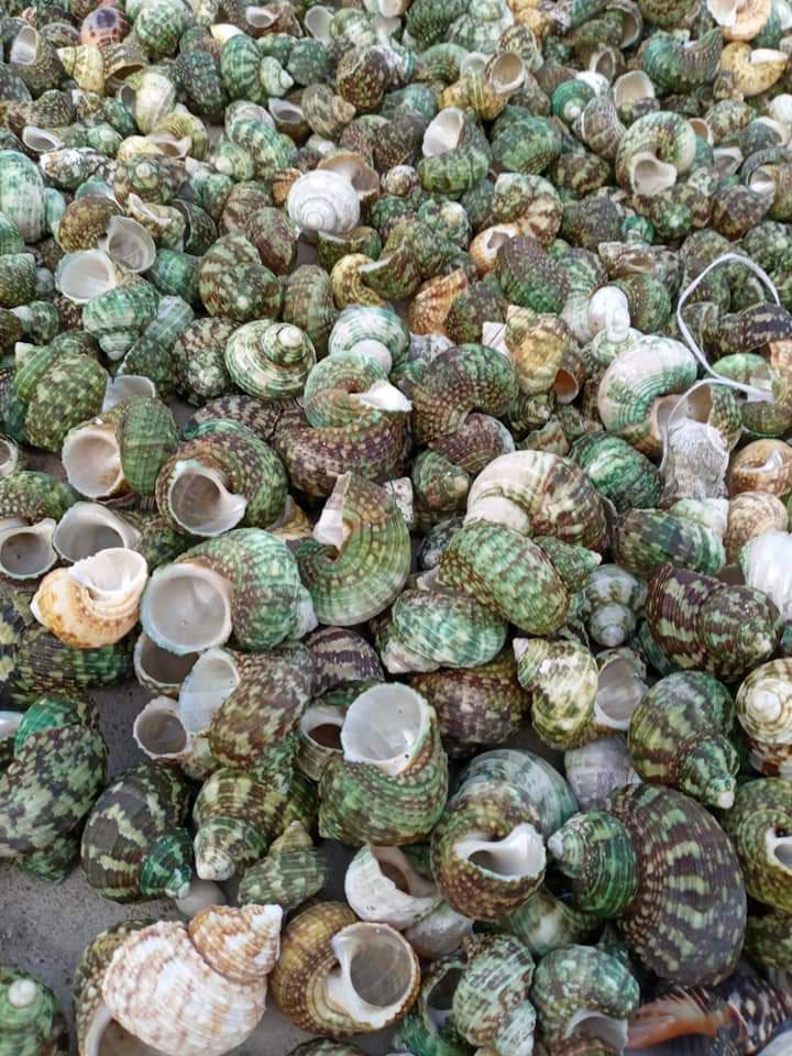 Mop Raw - Color: All Colour