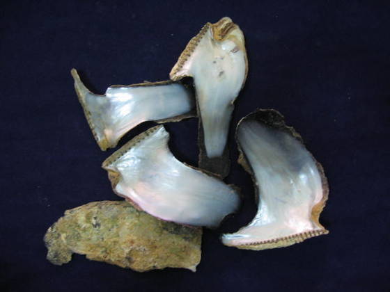 Mop Raw - Color: All Colour