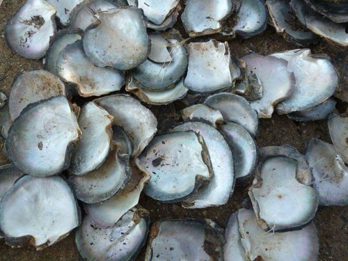 Mop Raw - Color: All Colour