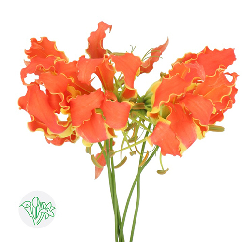 ग्लोरियोसा ऑरेंज