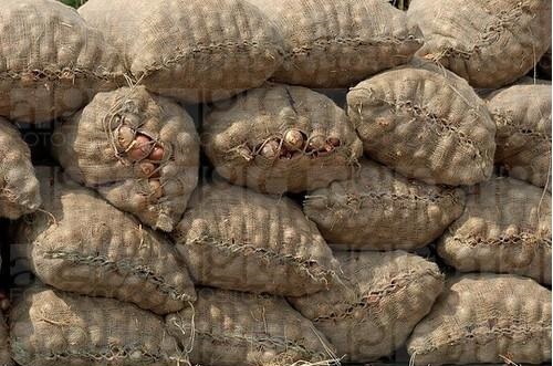 Big Onion Shelf Life: 4-6 Week