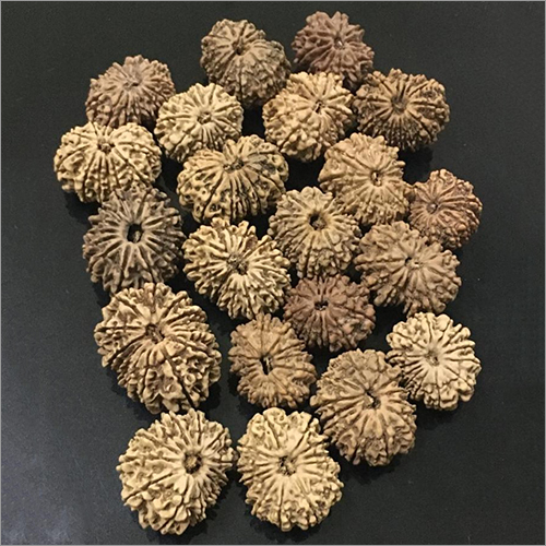 Nepali Rudraksha