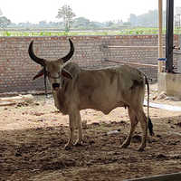शुद्ध गुणवत्ता वाली कांकरेज गाय